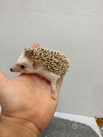 Cuccioli di ricci africani