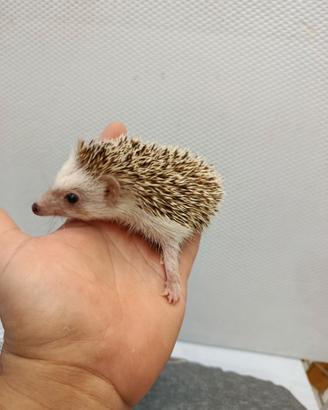 Cuccioli di ricci africani