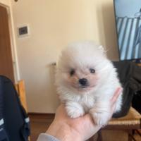 Cucciola di volpino spitz tedesco piccola