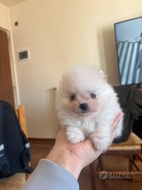 Cucciola di volpino spitz tedesco piccola