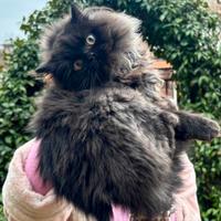 Gatta persiana Chinchilla