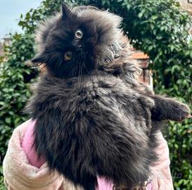 Gatta persiana Chinchilla