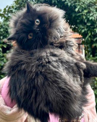 Gatta persiana Chinchilla