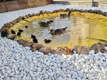 Coppia Germani reali razza pura