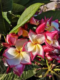 Tai mahal pianta Plumeria 