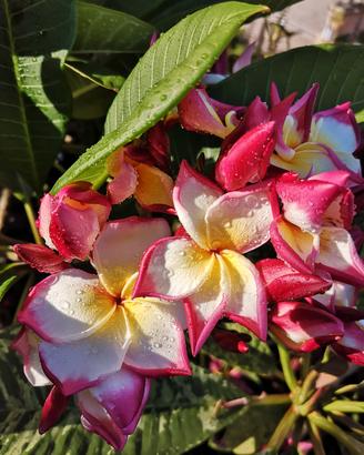 Tai mahal pianta Plumeria 