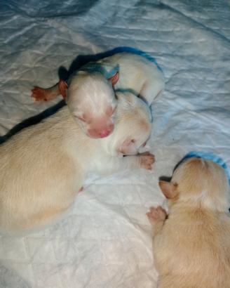 Chihuahua
