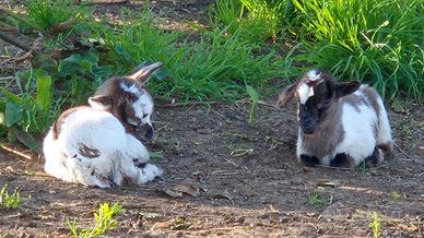 Caprette tibetane nane