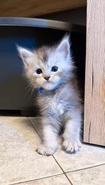 MAINE COON linee ESTERE altissimo livello ANFI