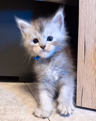 MAINE COON linee ESTERE altissimo livello ANFI