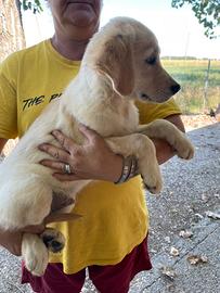 Cuccioli di Golden Retrivers senza pedigree