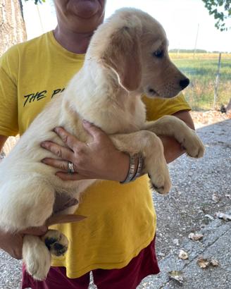 Cuccioli di Golden Retrivers senza pedigree