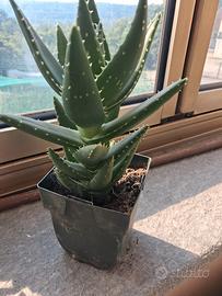 aloe particolare 