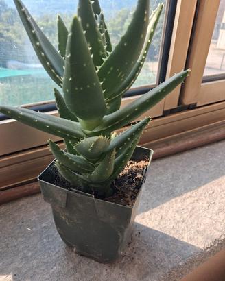 aloe particolare 
