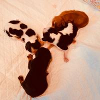 Cuccioli di cavalier king