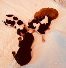 Cuccioli di cavalier king