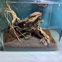 Mini acquario 22x15x17 allestito per caridine