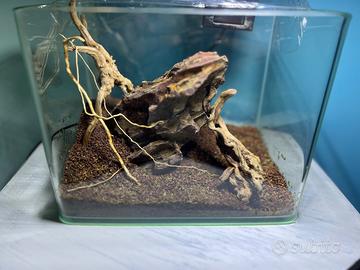 Mini acquario 22x15x17 allestito per caridine