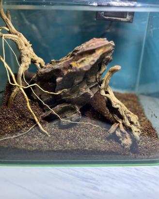 Mini acquario 22x15x17 allestito per caridine