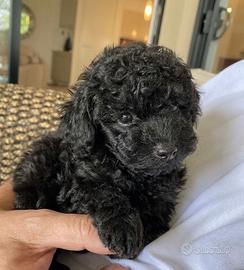 BARBONCINO NERO NANO CUCCIOLO - BARBONCINI nani