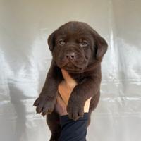 Cuccioli di Labrador