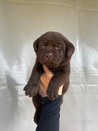 Cuccioli di Labrador