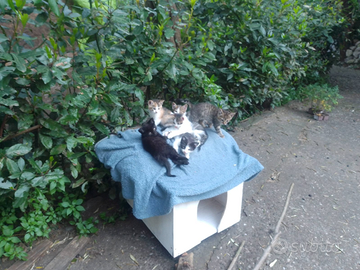 Gattini vari colori 2 mesi