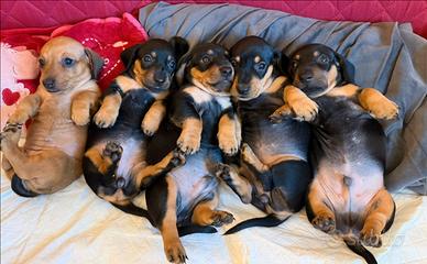 Cuccioli bassotto