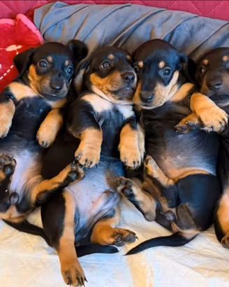 Cuccioli bassotto