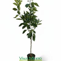 Pianta di Arancio Valencia - Immagine reale 🍊