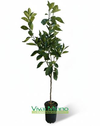 Pianta di Arancio Valencia - Immagine reale 🍊