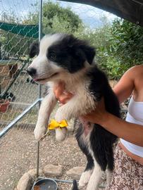 Cucciolo di Border collie maschio