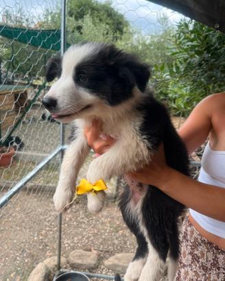 Cucciolo di Border collie maschio