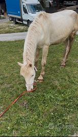 Cavallo Appaloso Cremello
