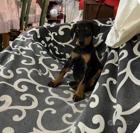Cucciola doberman