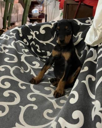 Cucciola doberman