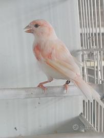 canarina 