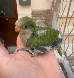 ??parrochetto monaco verde allevato a mano??