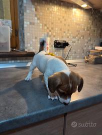 Cucciolotto di Jack rassel