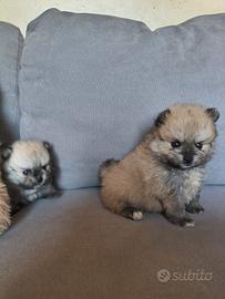 Spitz POMERANIA nano