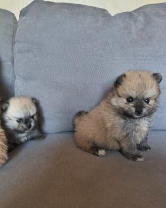 Spitz POMERANIA nano