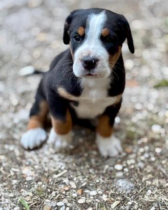 Cuccioli femmina Gran Bovaro svizzero