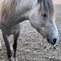 Pony Camargue