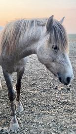 Pony Camargue