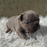 Bulldog francese cuccioli blu
