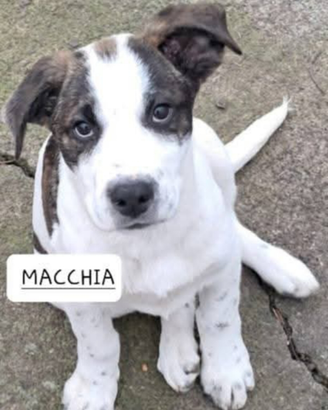 Adotta Macchia