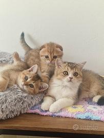 Scottish straight pedigree FIAF