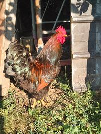 Gallo Barnevelder