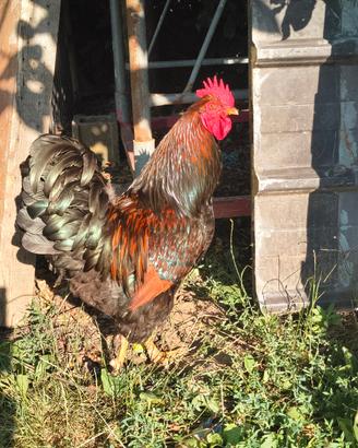 Gallo Barnevelder