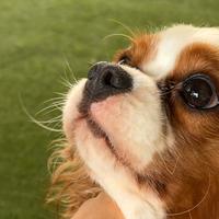 Cavalier king femmina blenheim